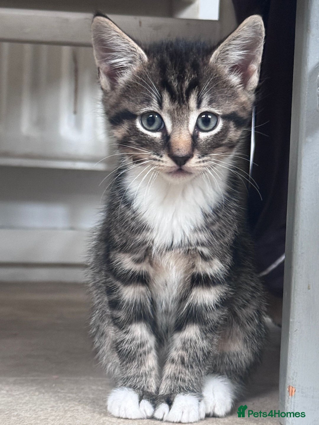 Mixed Breed cats for sale: 3 kittens looking for a new home  - Image 5