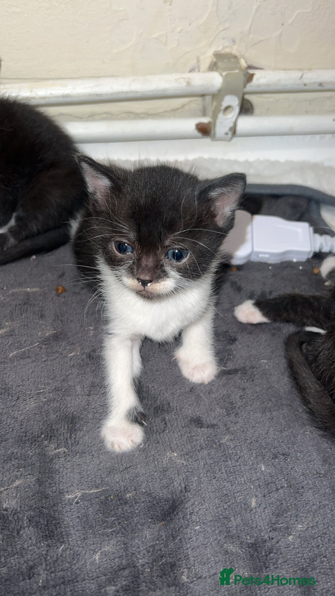 Mixed Breed cats for sale: 6 beautiful kittens  - Advert 5