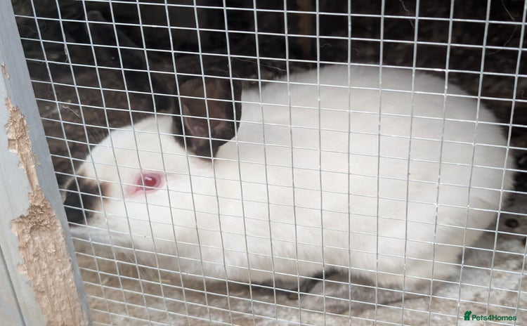 Californian rabbits - Advert 11