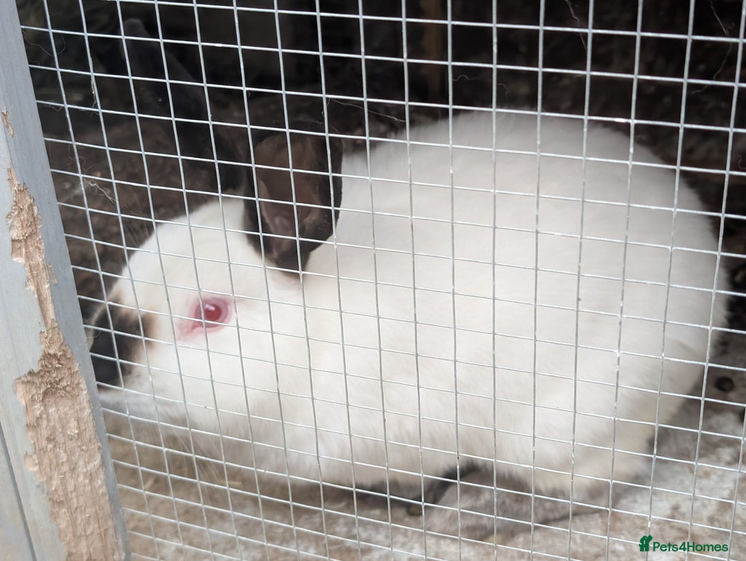 Californian rabbits for sale: Californian baby rabbits for sale - Image 1