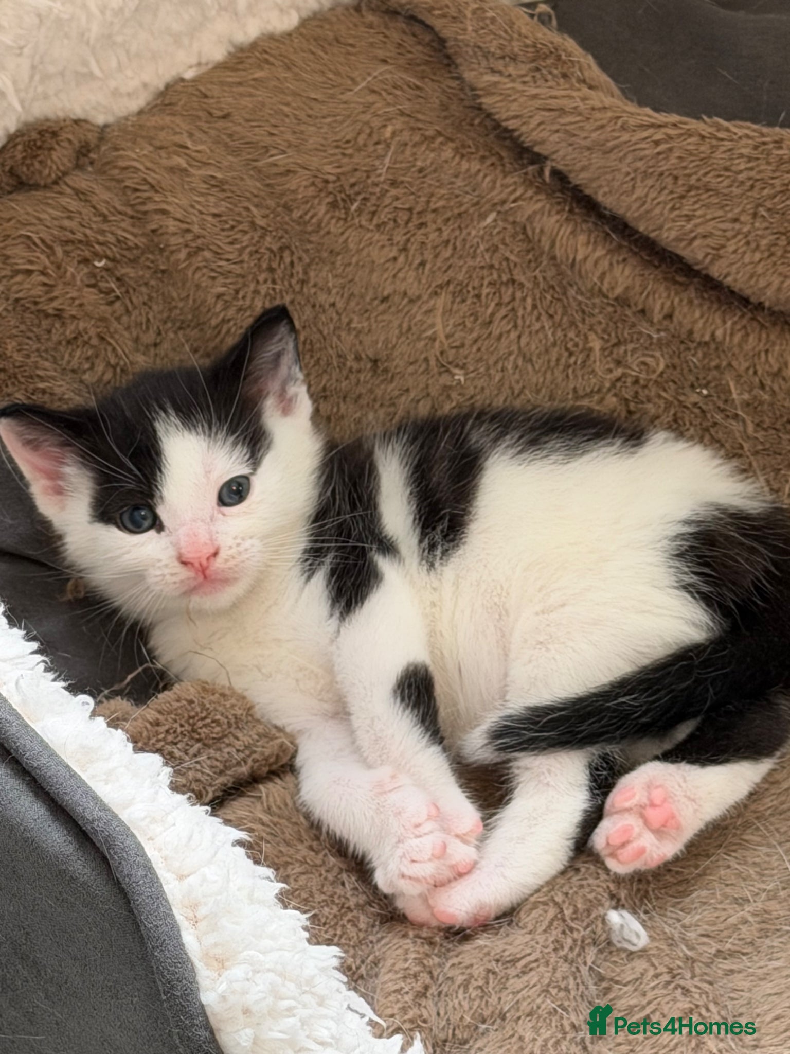 Mixed Breed cats for sale: Make and female kitten in Biggleswade - Advert 5