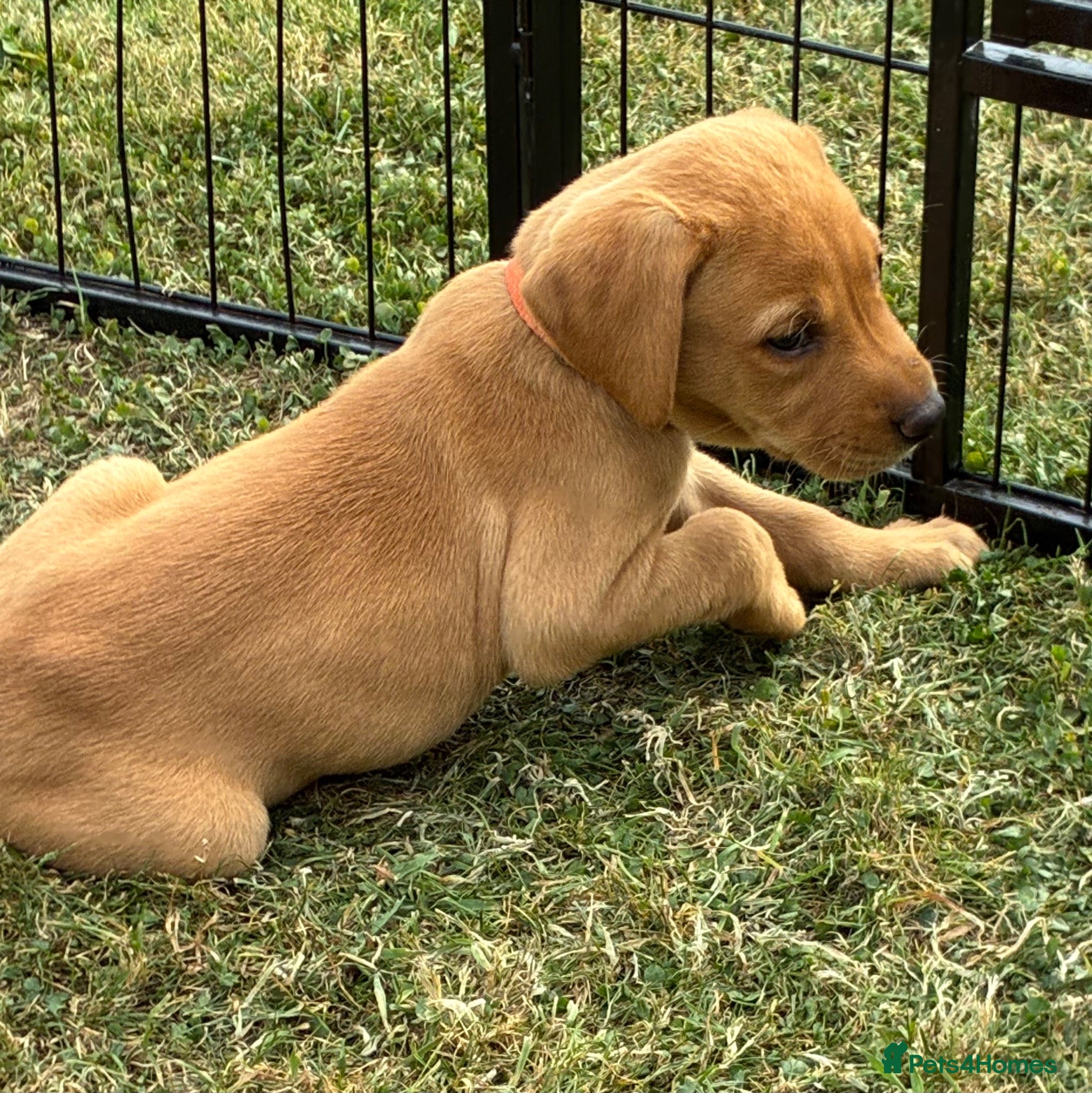 Mixed Breed dogs F1 Labrador x Vizsla Puppies - Advert 2