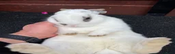 Mixed Breed rabbits for sale: Rabbit with hutch - Advert 1