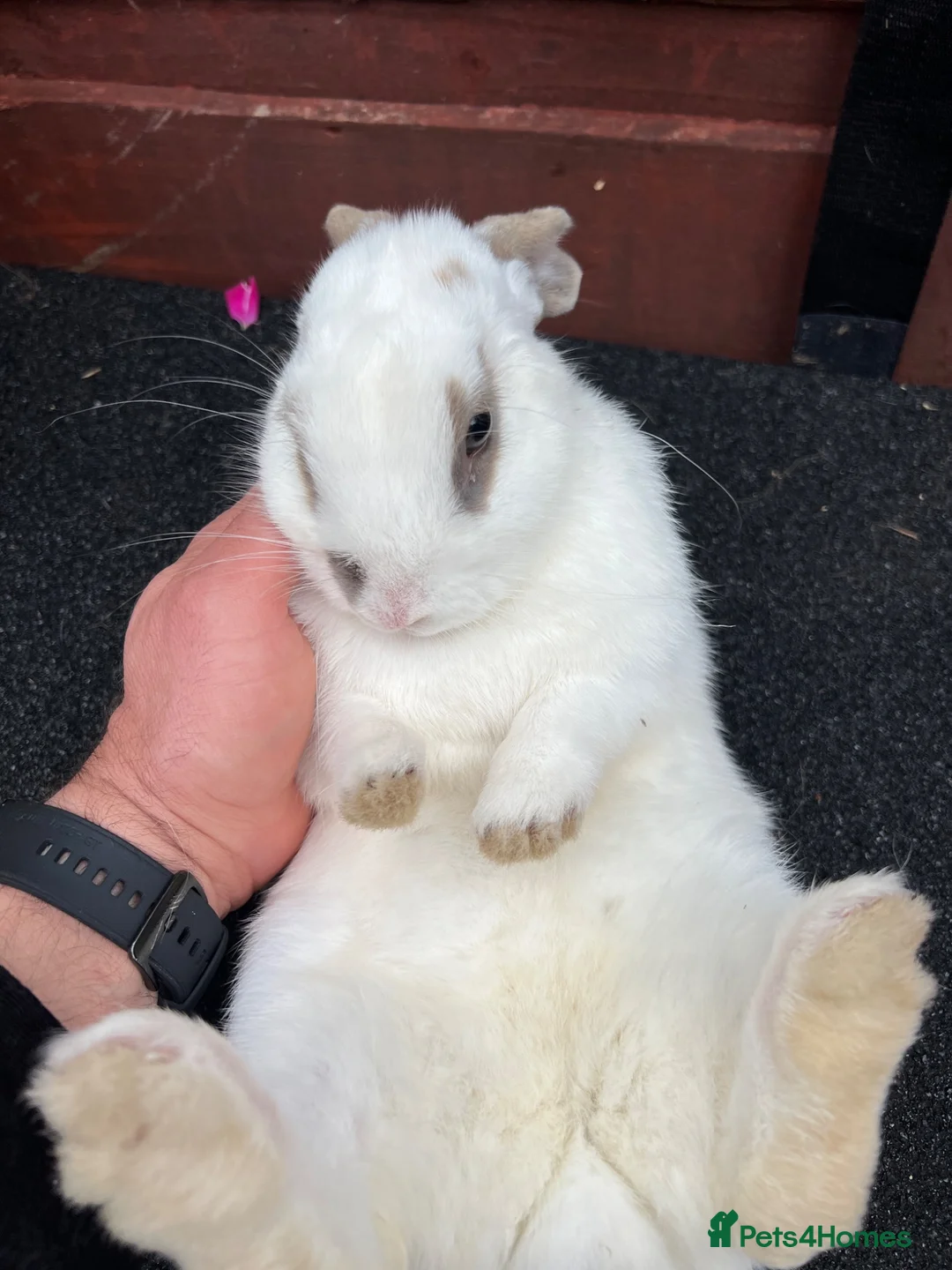 Mixed Breed rabbits for sale: Rabbit with hutch - Advert 1