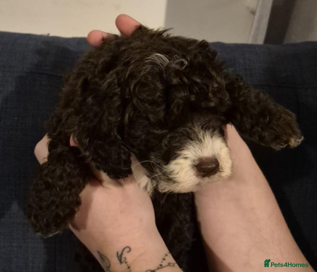 Cockapoo dogs for sale: Fantastic health tested F1b TOY COCKAPOOS - Advert 11