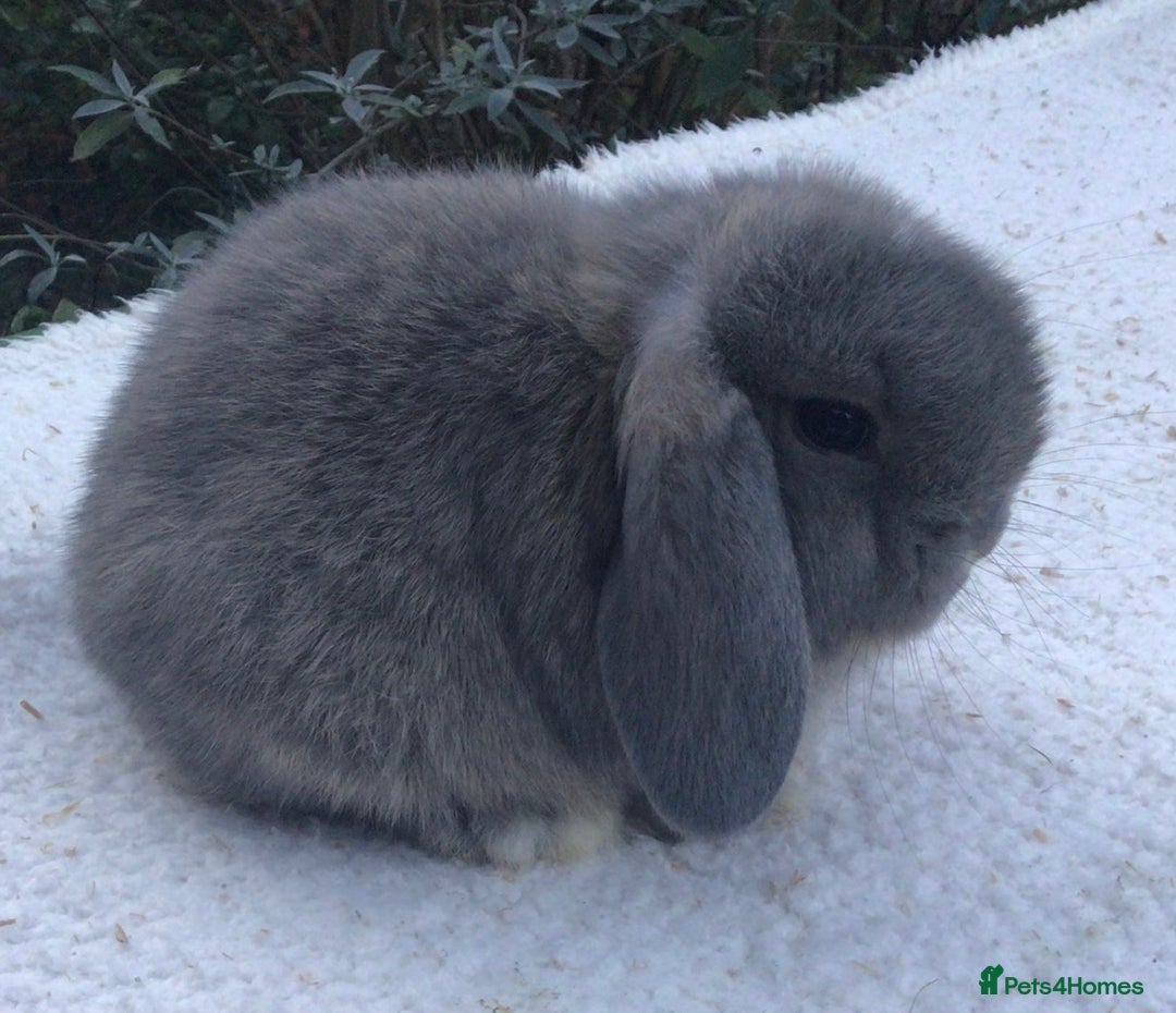Mini Lop rabbits for sale: Mini lop buck - Advert 4