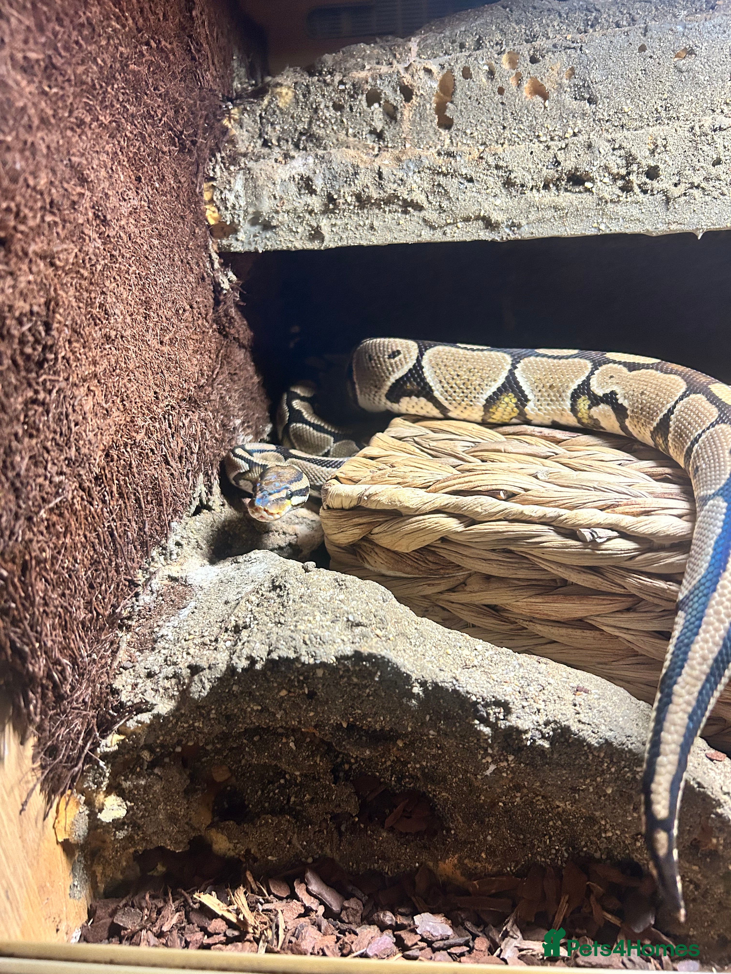 Python Snake reptiles Ball python and Full setup  - Advert 2