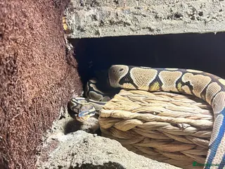 Python Snake reptiles Ball python and Full setup - Advert 2