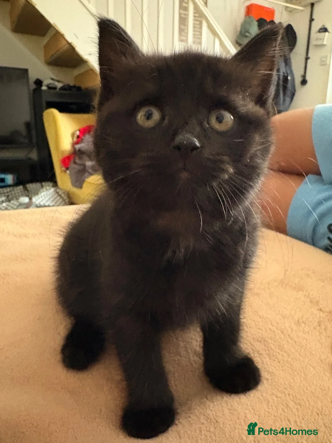 Mixed Breed cats for sale: Half british shorthair kitten - last female - Advert 12