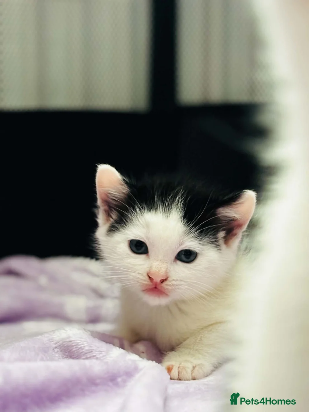 Mixed Breed cats for sale: Kittens for sale in Atherstone - Advert 2