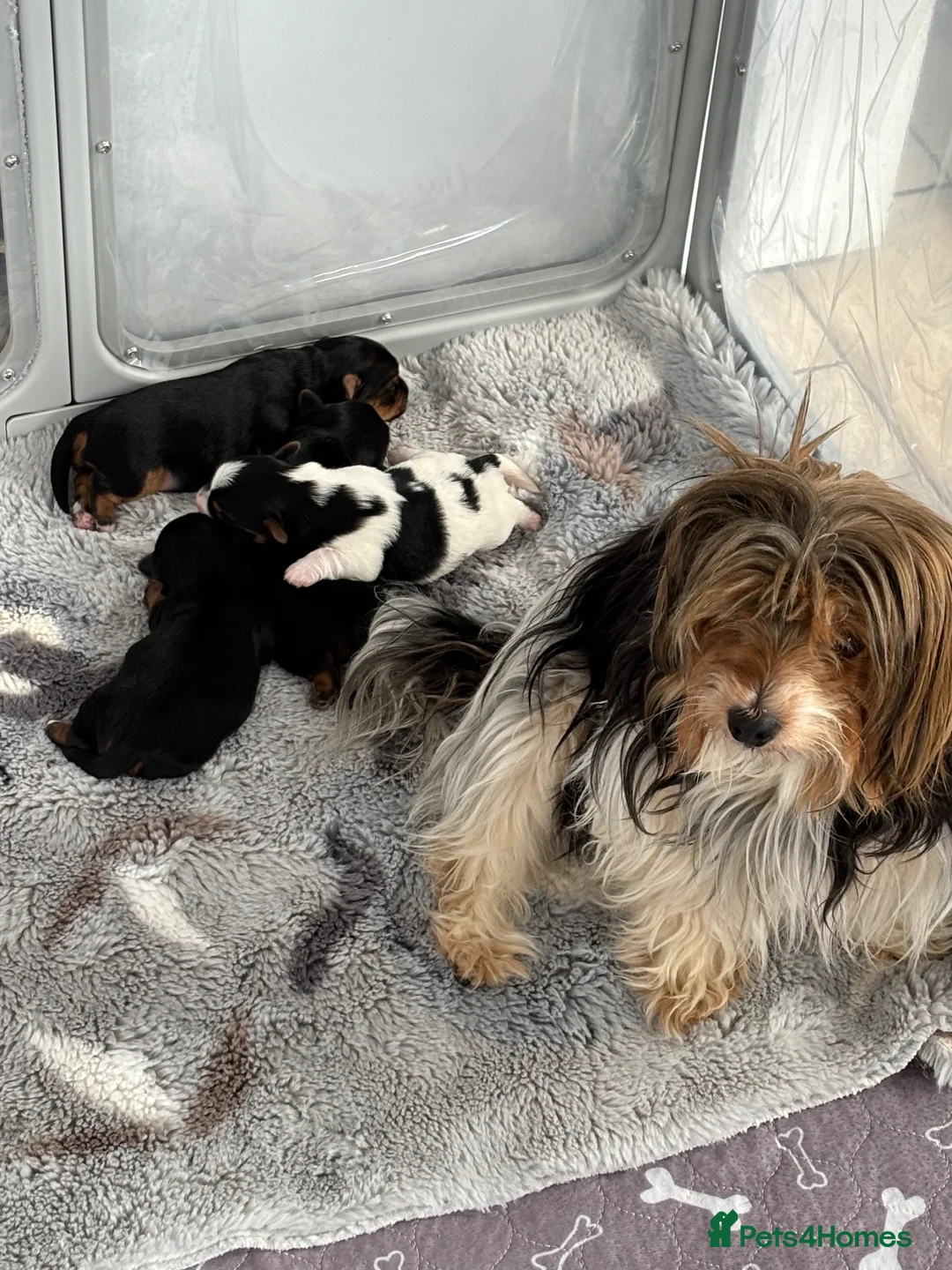 Yorkshire Terrier dogs for sale: Delightful pups - Advert 1