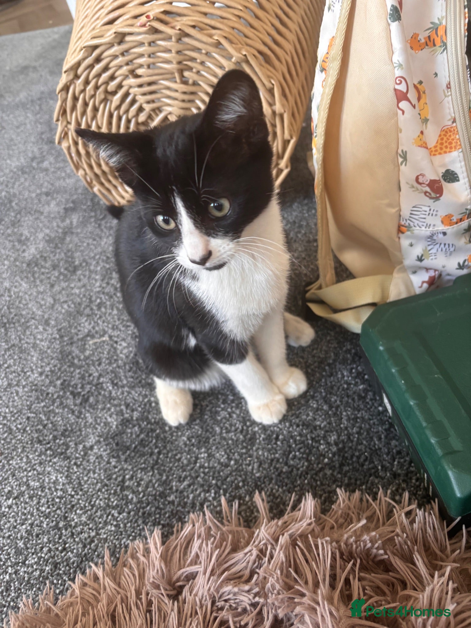 Mixed Breed cats Kitten for sale - Advert 1
