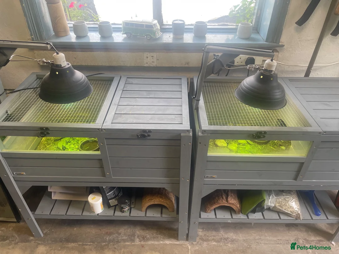 Tortoise reptiles for sale: 2 x Tortoise and enclosures - Advert 9