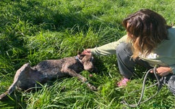 German Shorthaired Pointer dogs for adoption: Yaco  - Image 2