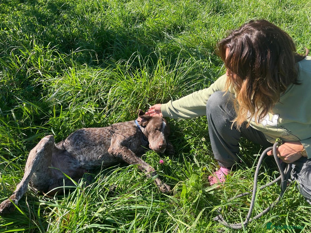 German Shorthaired Pointer dogs for adoption: Yaco  - Image 2