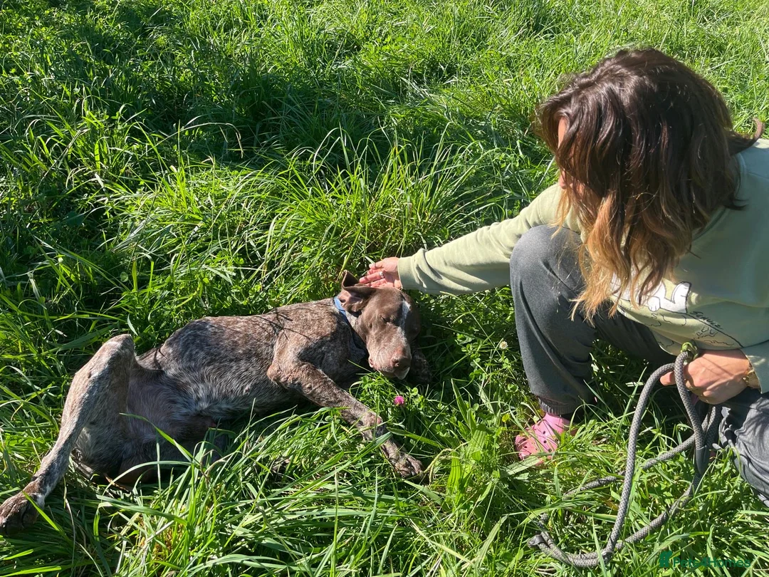 German Shorthaired Pointer dogs for adoption: Yaco  - Advert 2