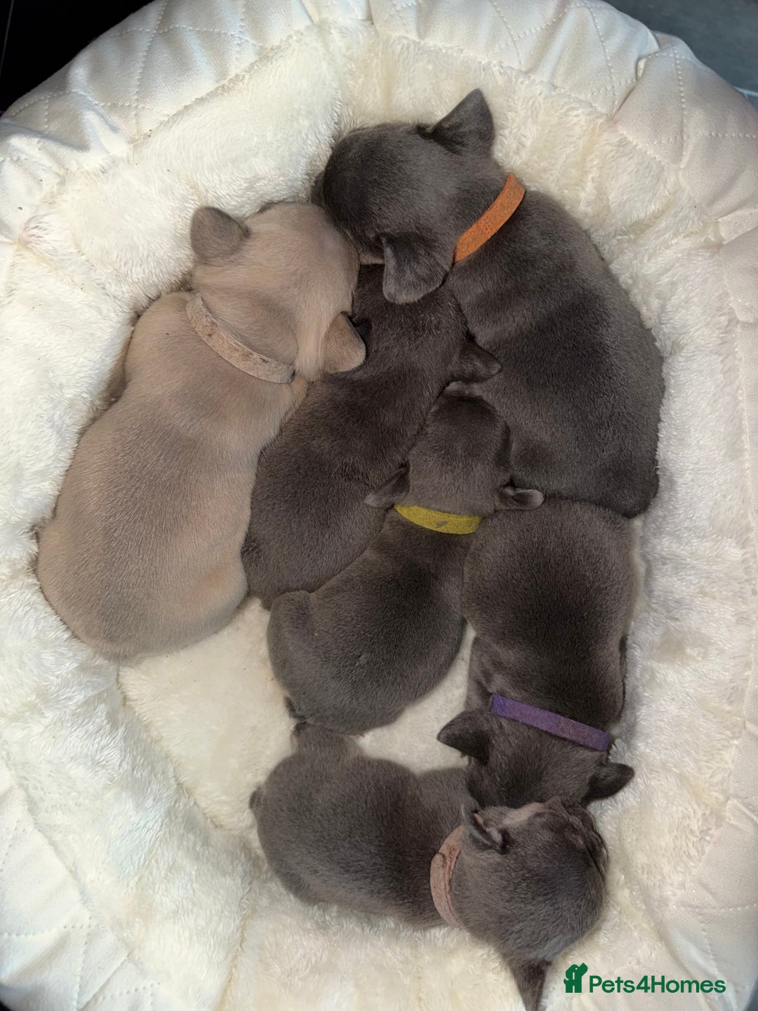 French Bulldog dogs for sale: French bulldog puppies  - Advert 24