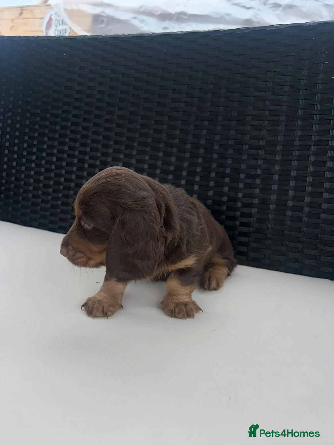 Miniature Dachshund dogs for sale: Miniature Dachshund Puppies - Advert 7