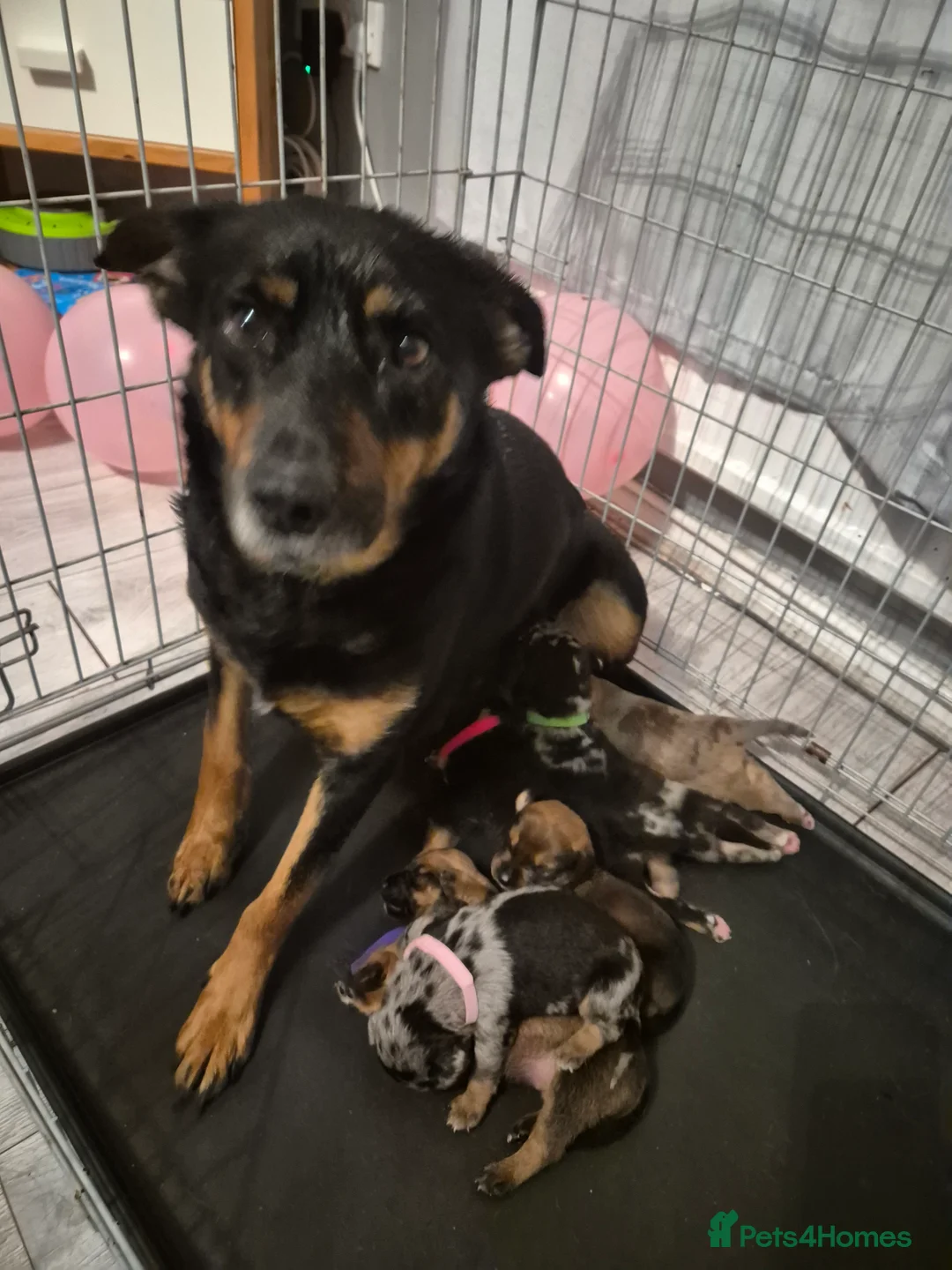 Mixed Breed dogs for sale: Kelpie x Collie pups  - Advert 14