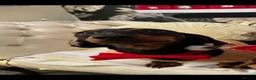 Dachshund dogs for sale: Male Dachshund - Advert 2