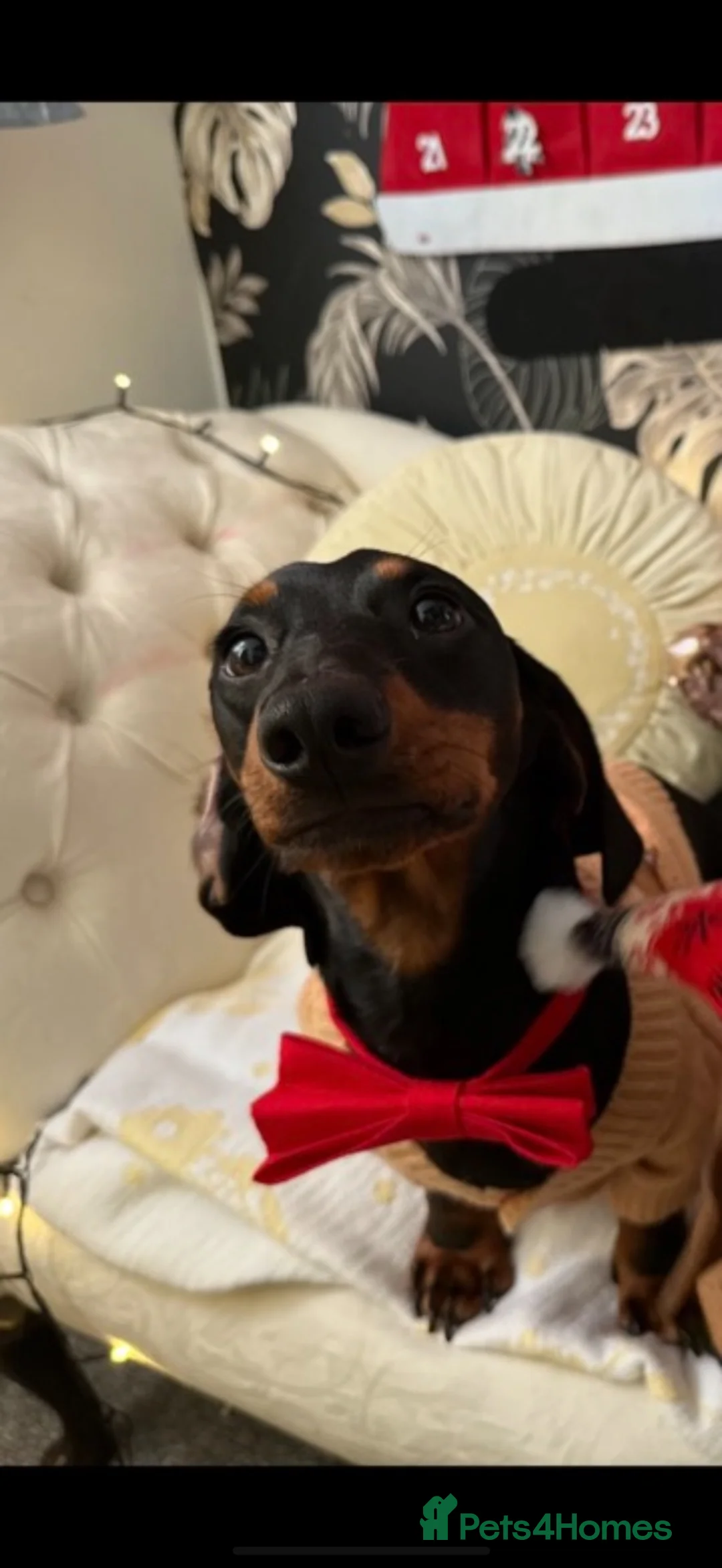 Dachshund dogs for sale: Male Dachshund - Advert 2