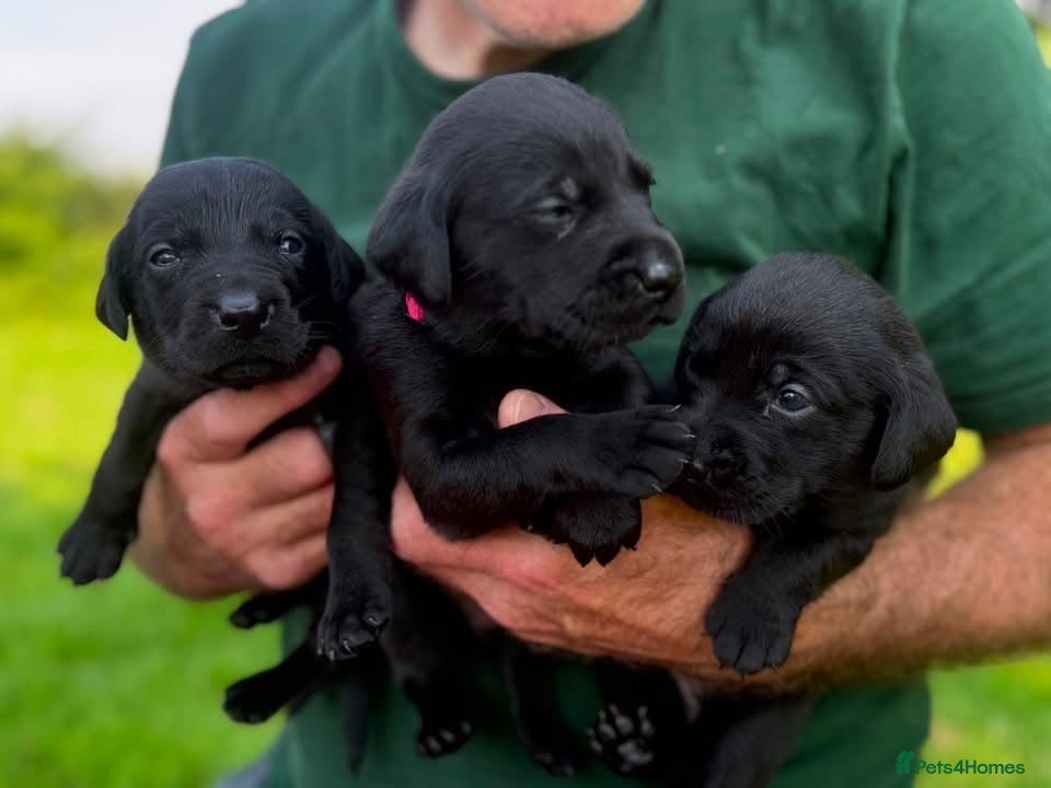 Labrador Retriever dogs Lovely Litter of KC Registered Labrador Puppies  - Advert 4