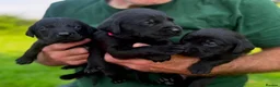 Labrador Retriever dogs for sale: Lovely Litter of KC Registered Labrador Puppies  in Castle Douglas - Advert 1