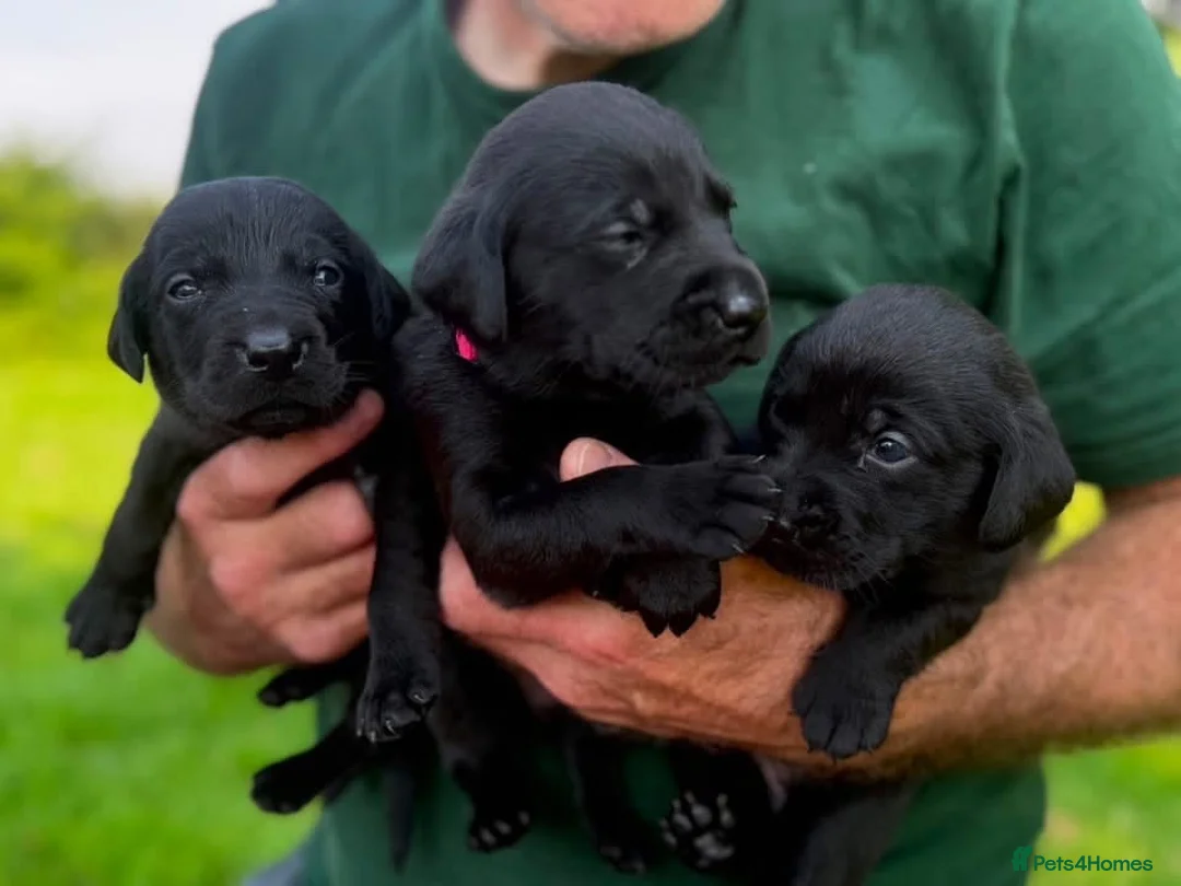 Labrador Retriever dogs for sale: Lovely Litter of KC Registered Labrador Puppies  in Castle Douglas - Advert 1