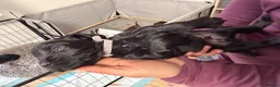 Cocker Spaniel dogs for sale: 3 working Cocker spaniel puppies  - Advert 12