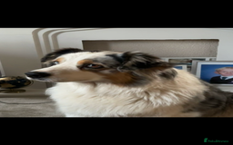 Australian Shepherd dogs for sale: Beautiful Australian Shepherd looking for new home - Image 2