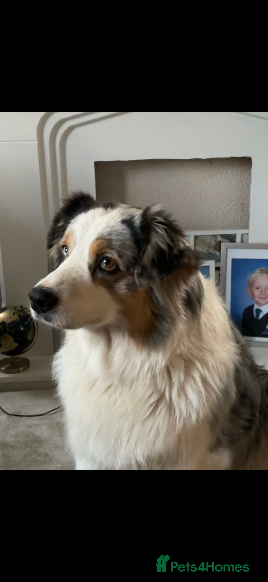 Australian Shepherd dogs for sale: Beautiful Australian Shepherd looking for new home - Image 2