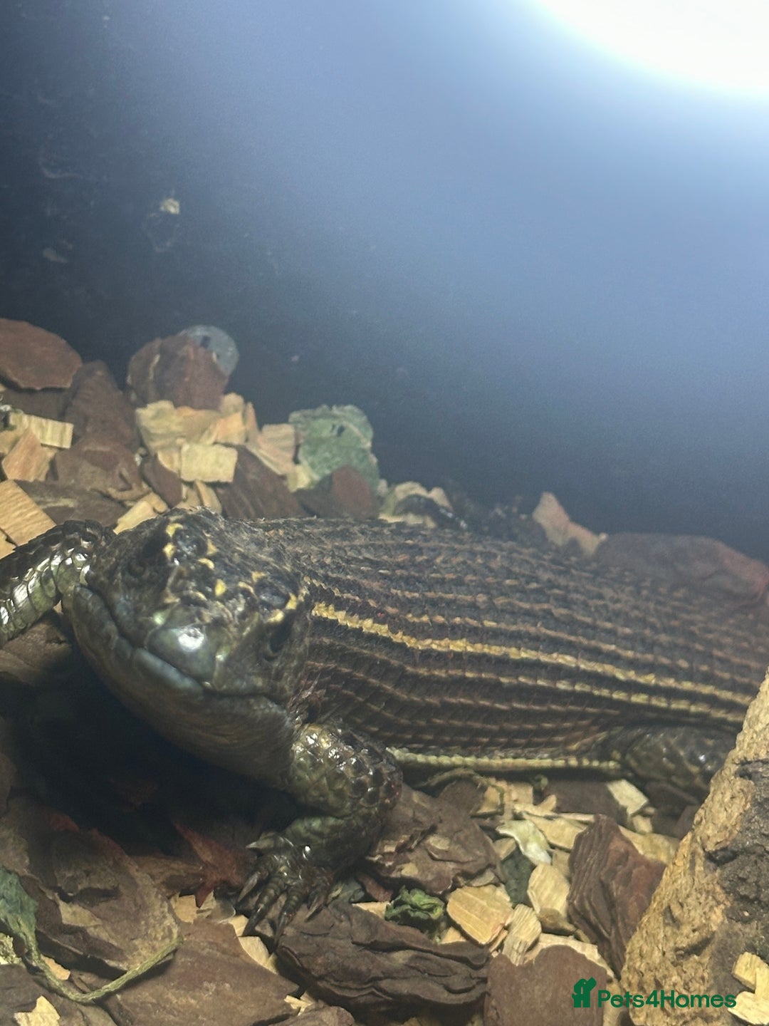 Lizard reptiles for sale: Sudan played lizard - Advert 2