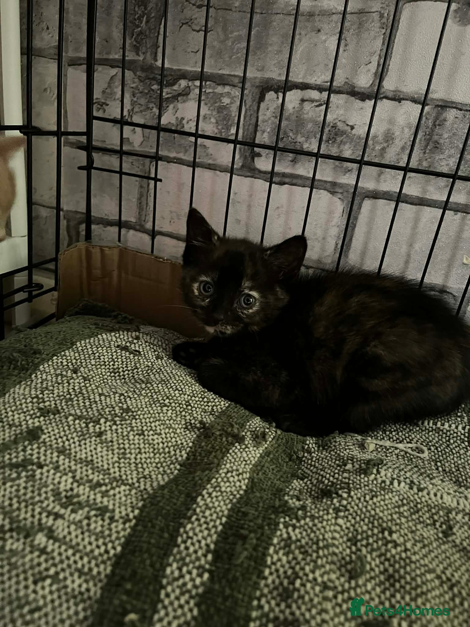 Mixed Breed cats Kittens  - Advert 1