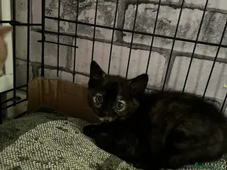 Mixed Breed cats Kittens - Advert 10