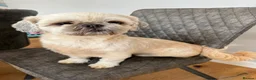 Shih Tzu dogs for sale: 2 Shih Tzus  **   in Manchester - Advert 2