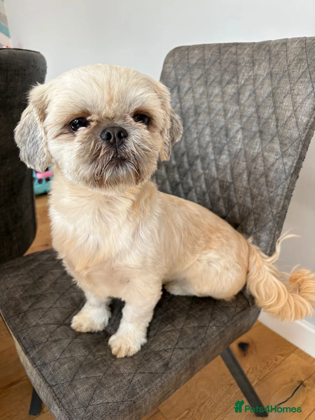 Shih Tzu dogs for sale: 2 Shih Tzus  **   in Manchester - Advert 2