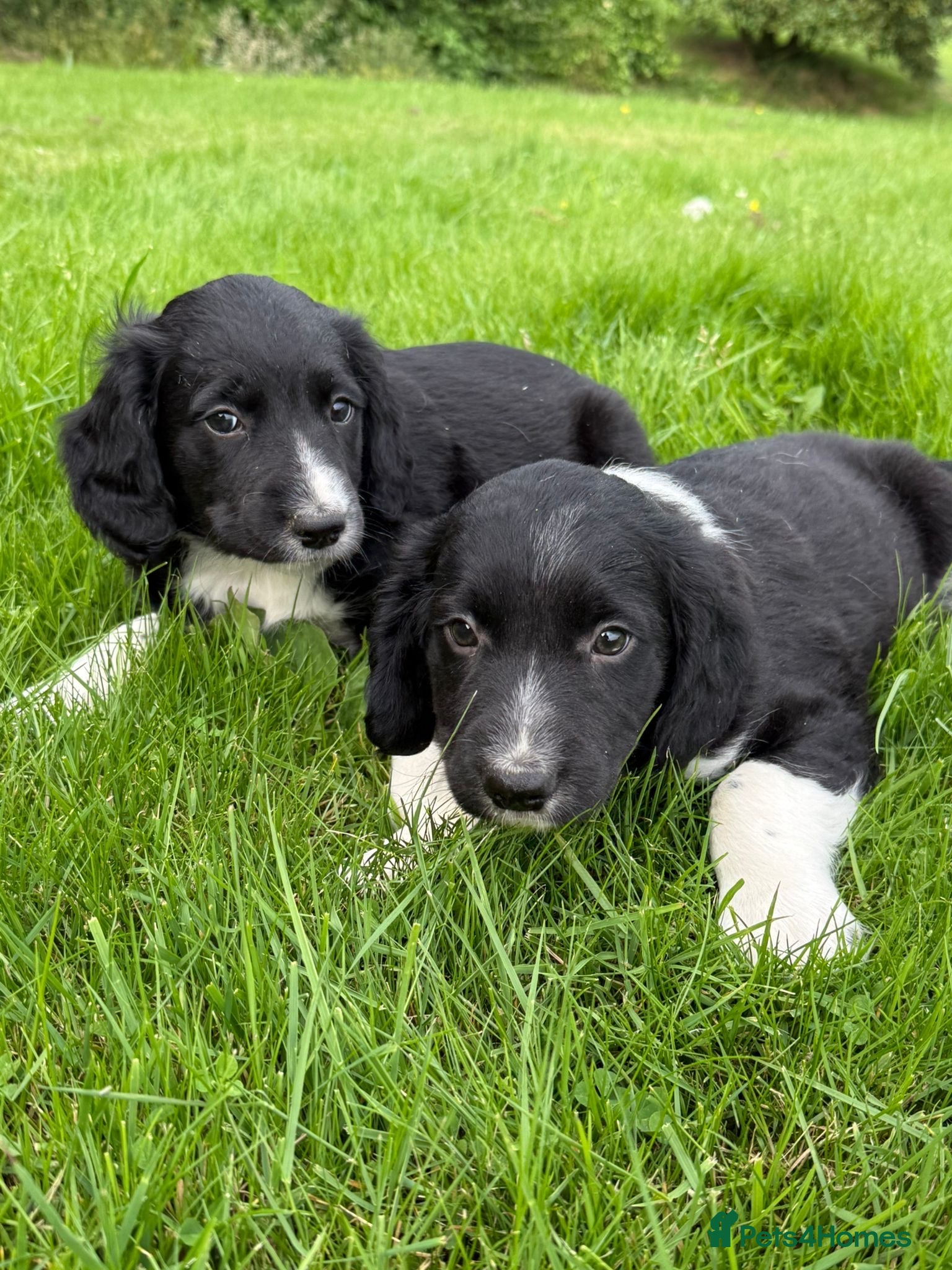 Sprollie dogs Sprollie pups - 2 Boys left - Advert 3
