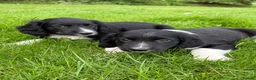 Sprollie dogs for sale: Sprollie Pups looking for forever homes - Advert 8