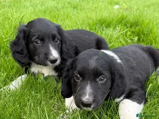 Sprollie dogs Sprollie pups - 2 Boys left - Advert 3