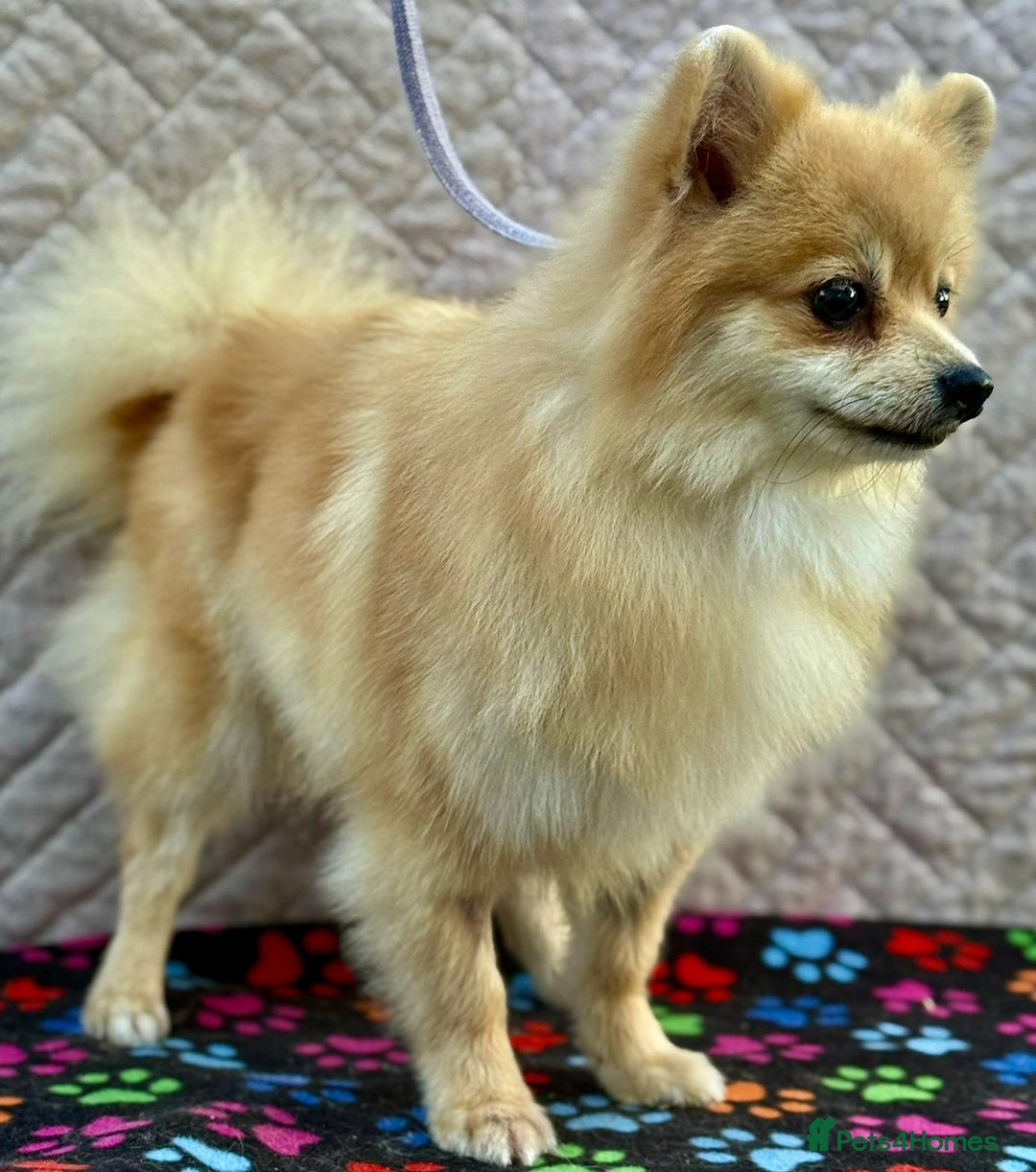 Pomeranian dogs for adoption: MiMi’s Story: From Darkness to Hope - Image 3