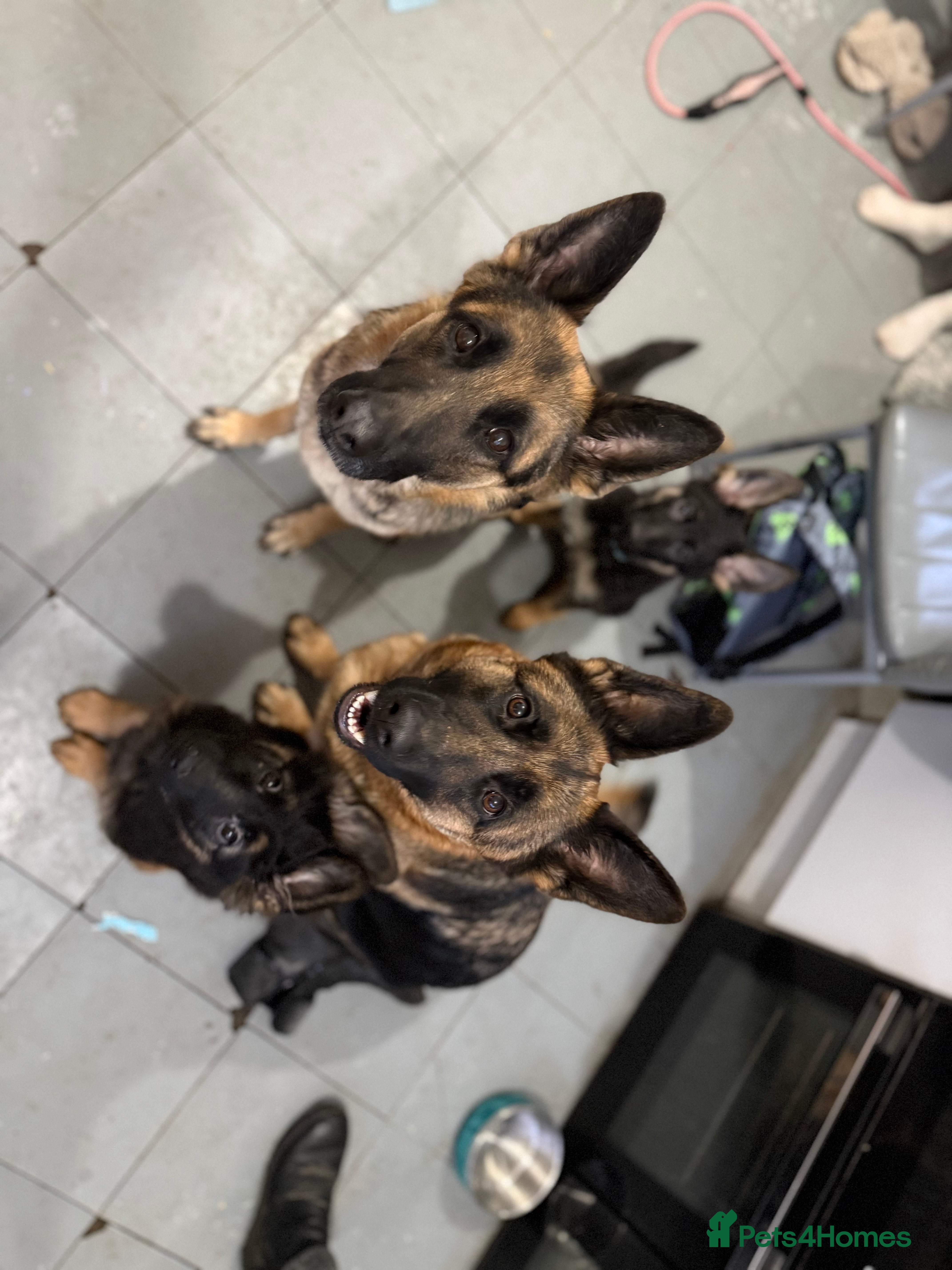 German Shepherd dogs Chunky beautiful German shepherd pup  - Advert 1