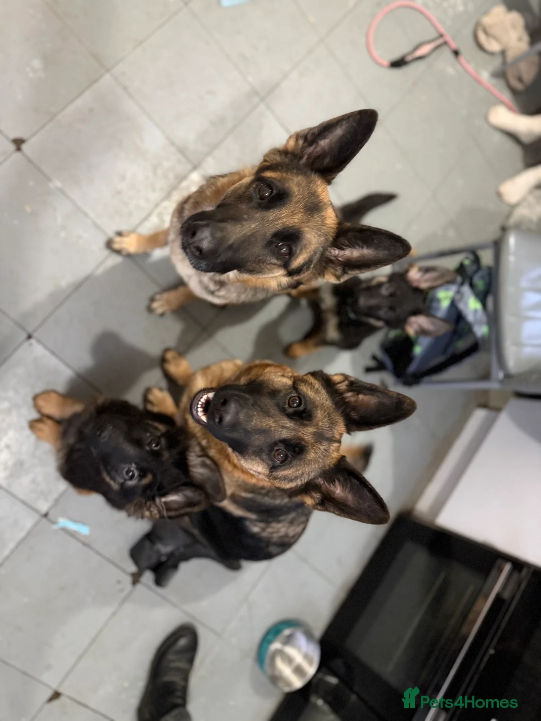 German Shepherd dogs for sale: Chunky beautiful German shepherd pup  - Advert 1