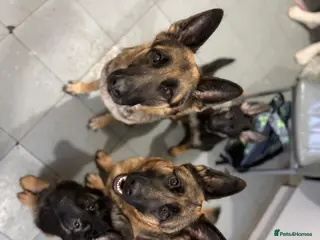 German Shepherd dogs Chunky beautiful German shepherd pup - Advert 1