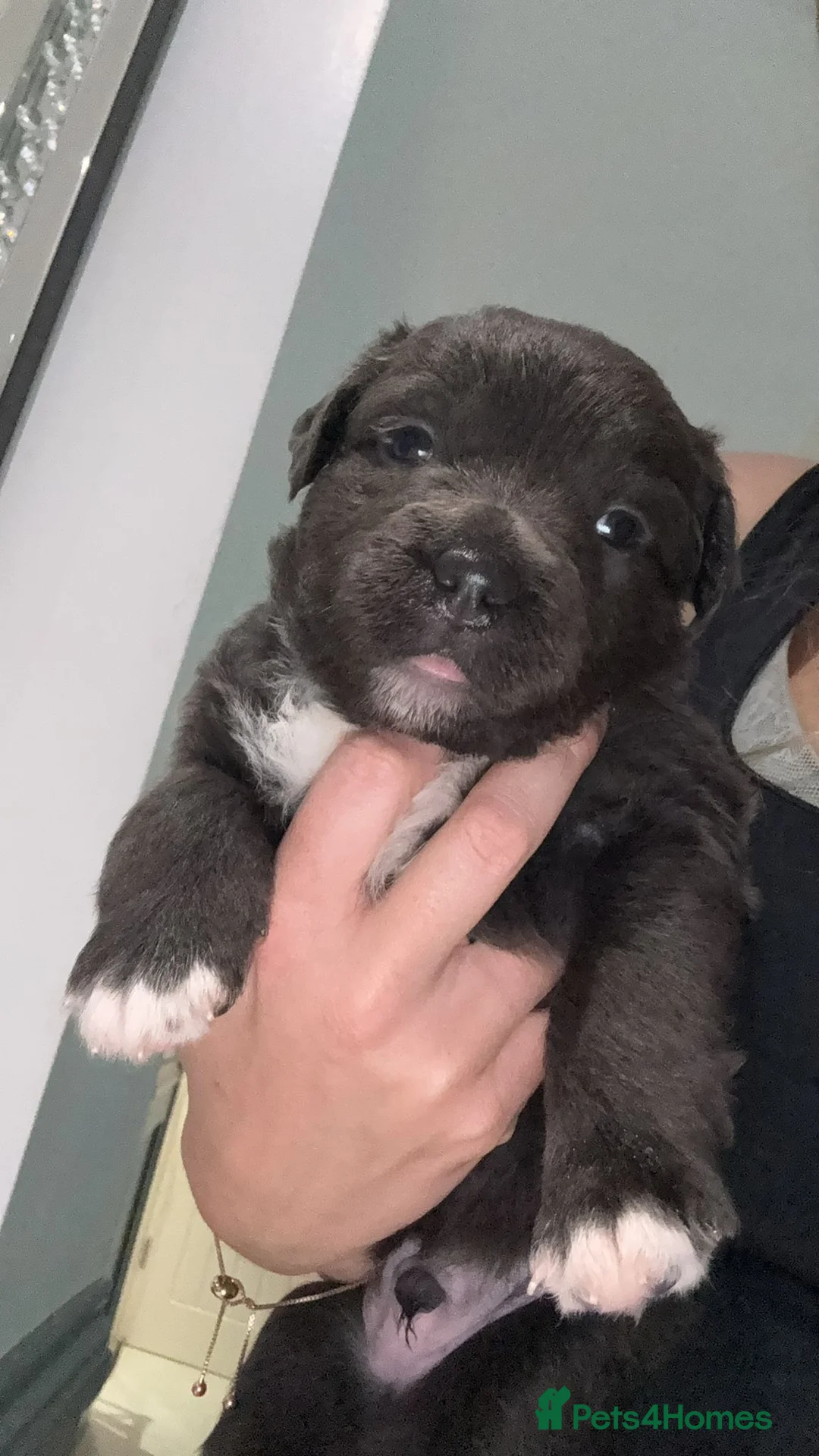 Staffordshire Bull Terrier dogs for sale: Handsome buster  - Advert 4