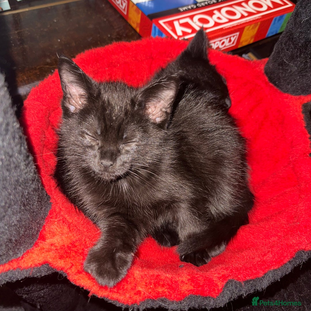 Maine Coon cats for sale: Maine Coon Kittens  - Advert 21