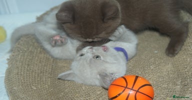 British Shorthair cats - Advert 10