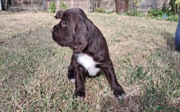 Cocker Spaniel dogs for sale: KC registered cocker spaniels - Image 7
