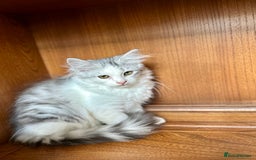 Siberian cats for sale: TICA Siberian kittens hypoallergenic & loving - Image 15