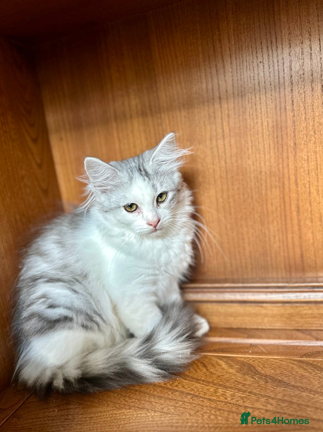 Siberian cats for sale: TICA Siberian kittens hypoallergenic & loving - Image 15
