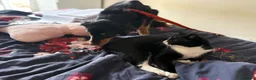Mixed Breed dogs for adoption: Frank - Norwich norfolk - Advert 10